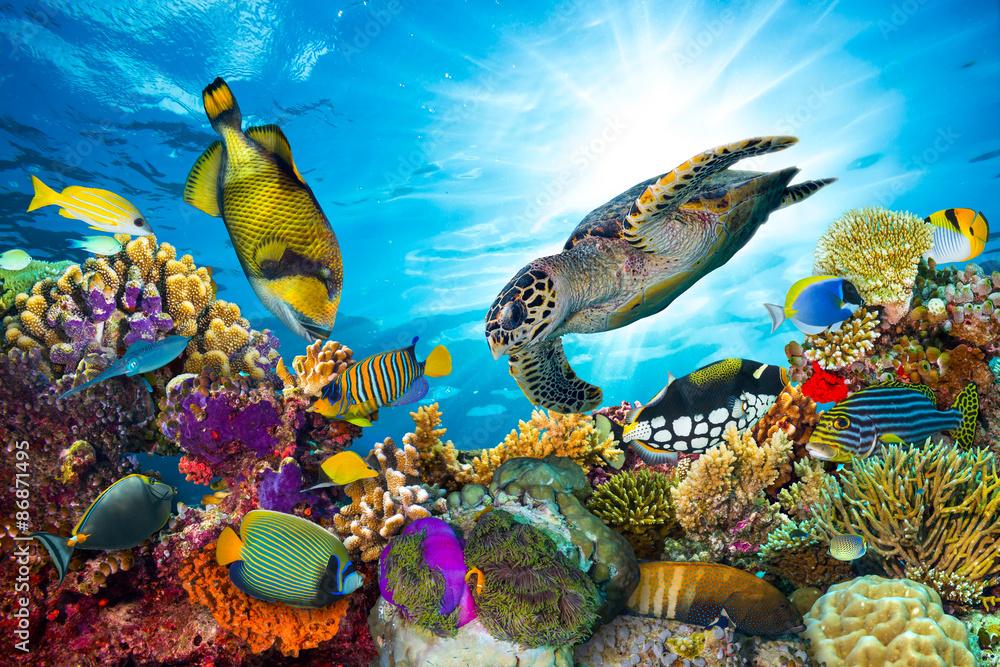 underwater ocean scene with coral reefs and marine life