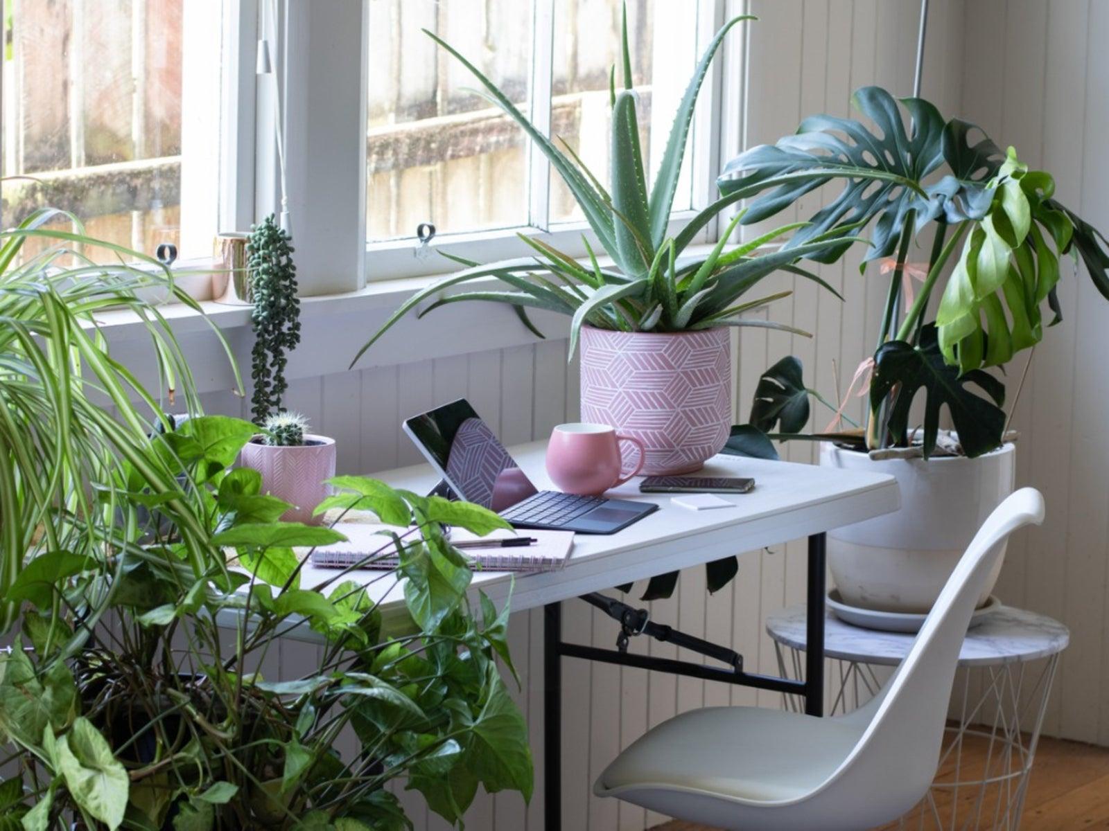 various plants in a dorm room