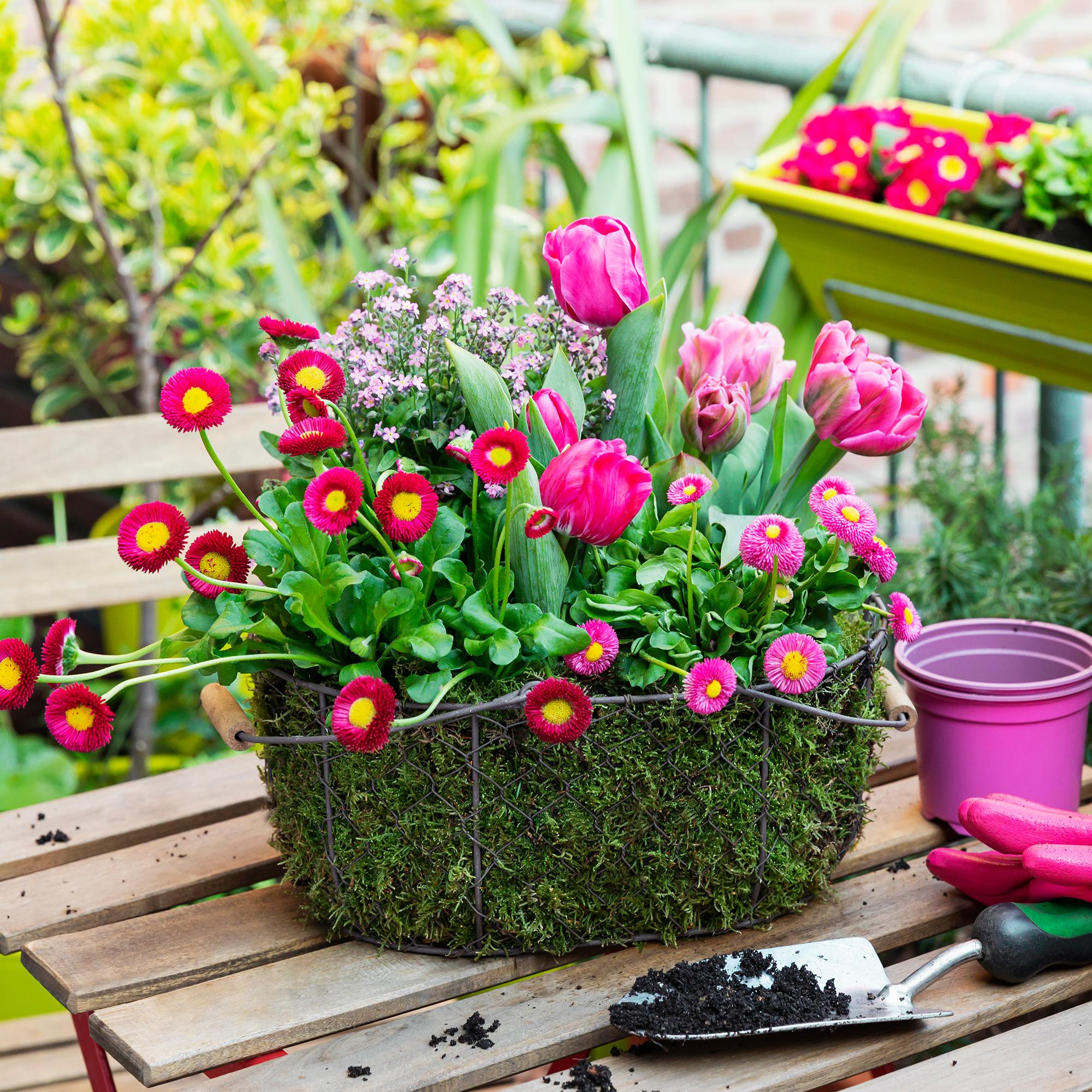 garden overflowing with cauliflower