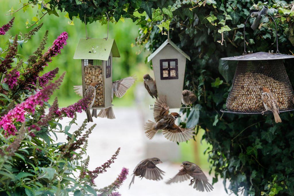 bird feeder in a backyard garden