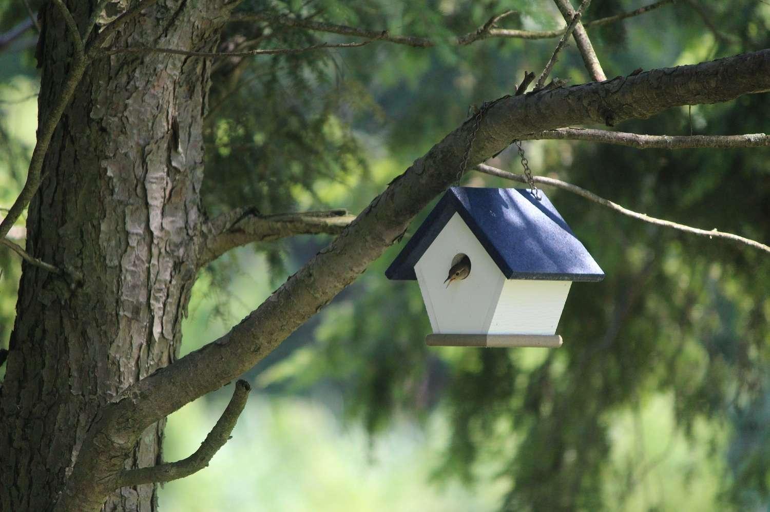 birdhouse hanging from a tree branch in a garden