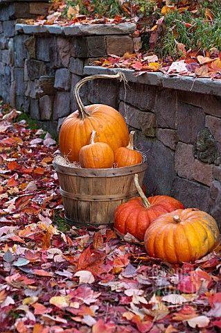 fall leaves and pumpkins