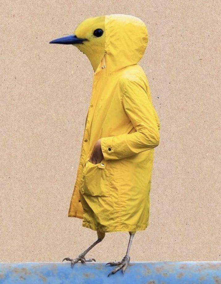 person wearing a raincoat looking at birds in the rain