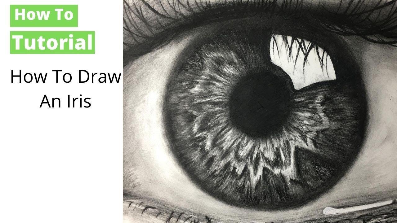 close-up drawing of an iris with detail