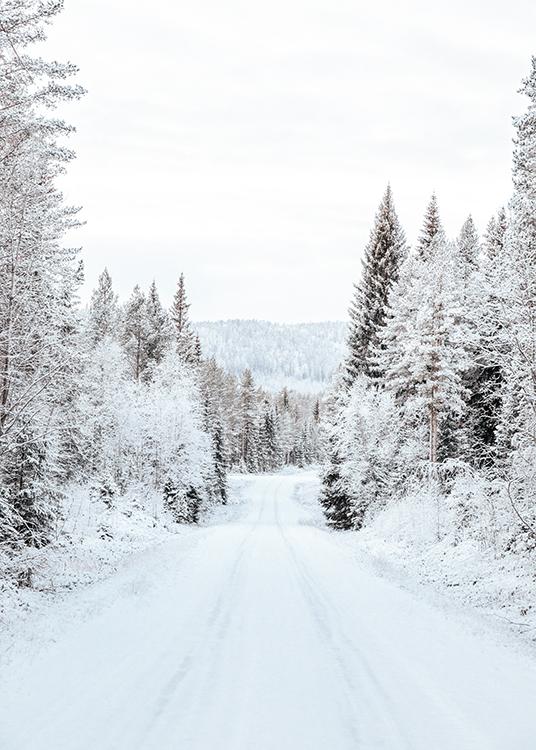 snowy forest