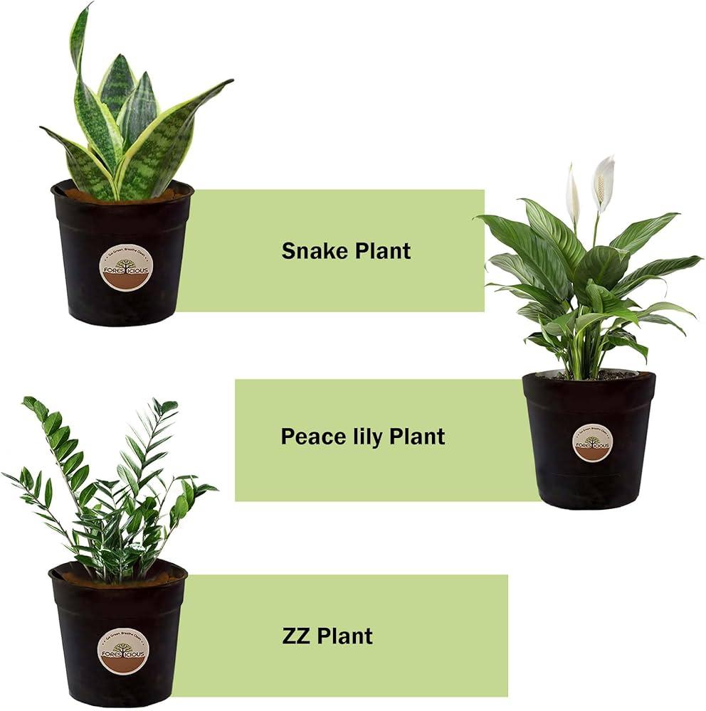 snake plant, ZZ plant, pothos, peace lily