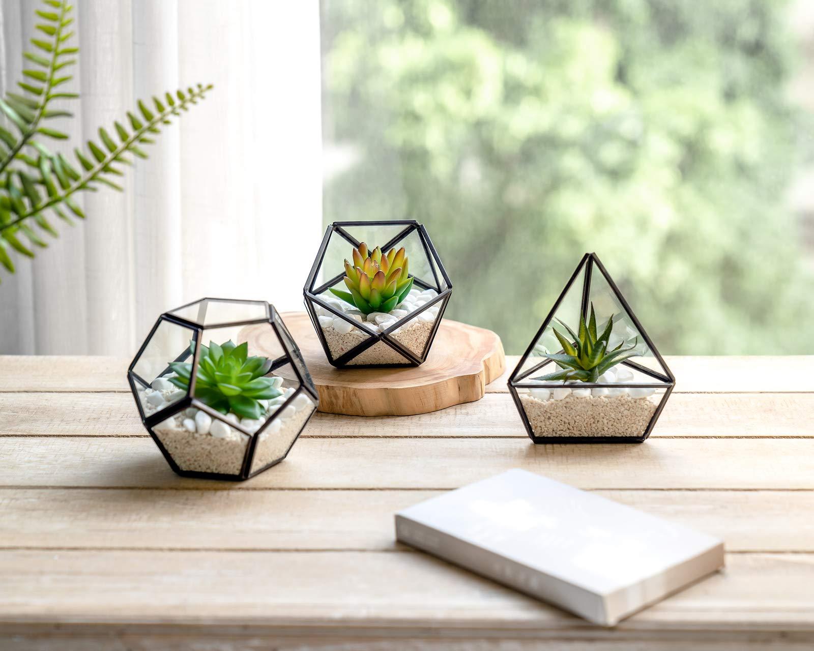 small succulent plant on a dorm room desk