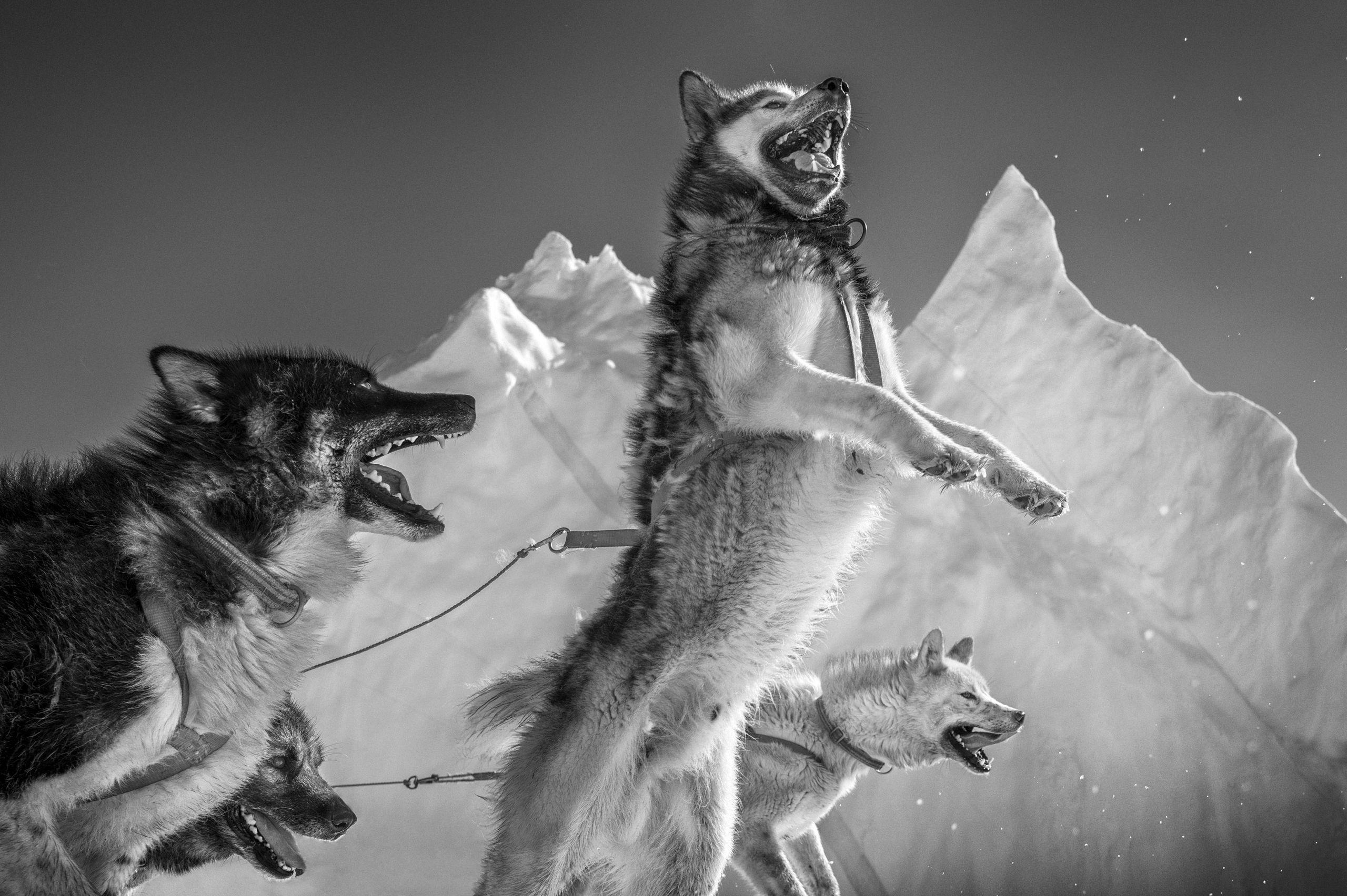 Person looking through old recipe books with a dog lying on a cool floor