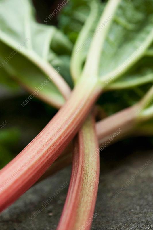 close up of rhubarb stalks
