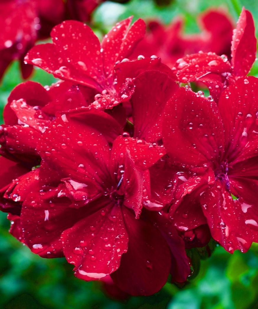 vibrant red geranium in a rainy day