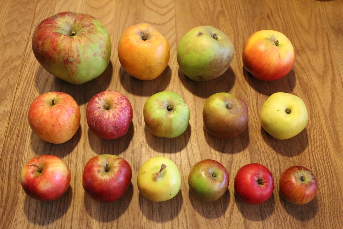 Close-up of various apple varieties ready for baking