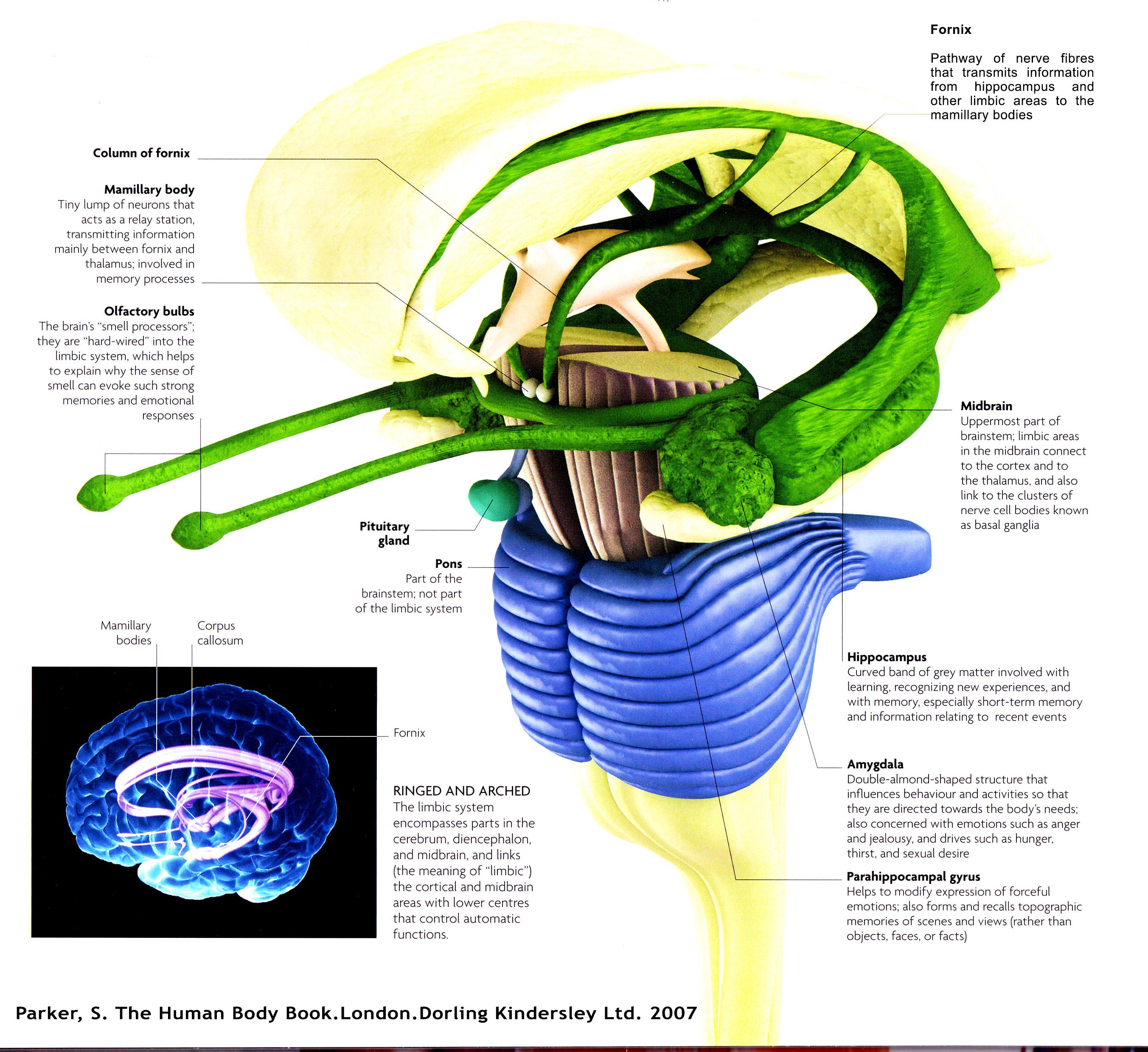 Diagram showing the connection between the olfactory system and the limbic system