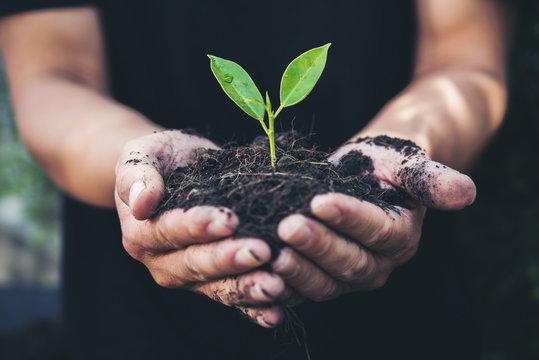 hands planting a seedling in soil