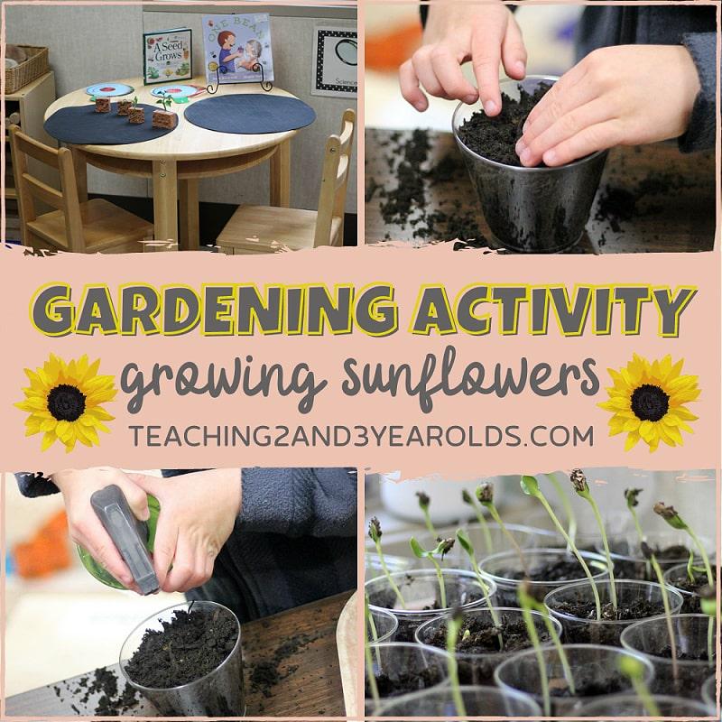 Preschooler planting sunflower seeds
