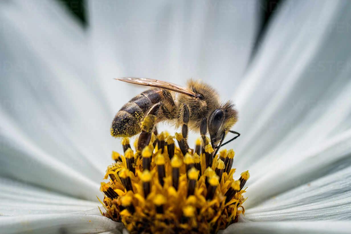 close-up of bees pollinating flowers