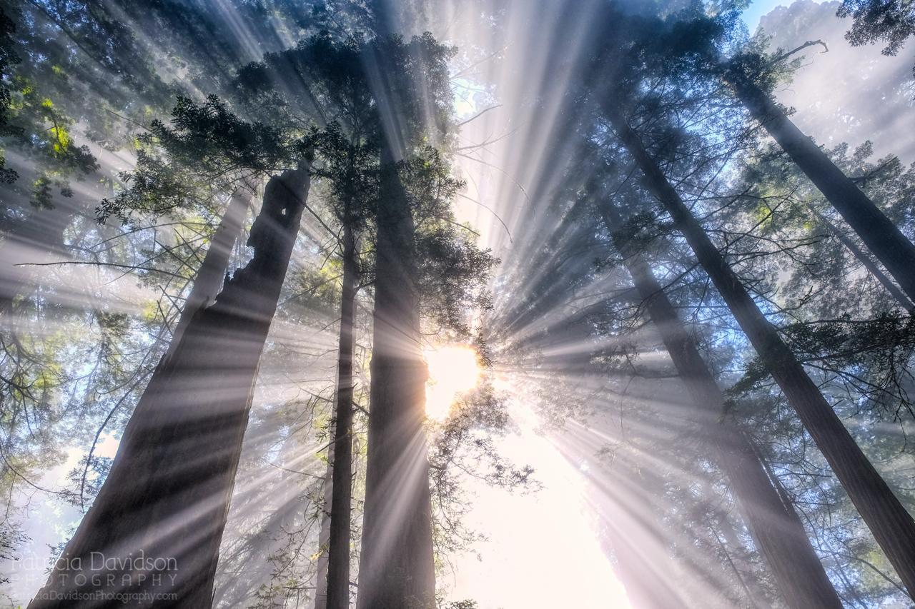 redwood trees in a forest with sunlight streaming through