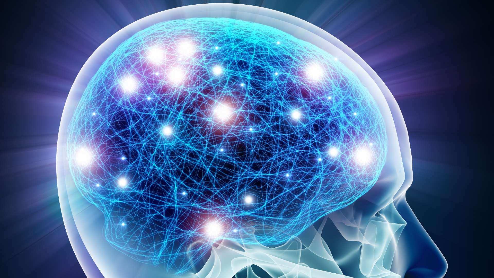 brain with improved connections