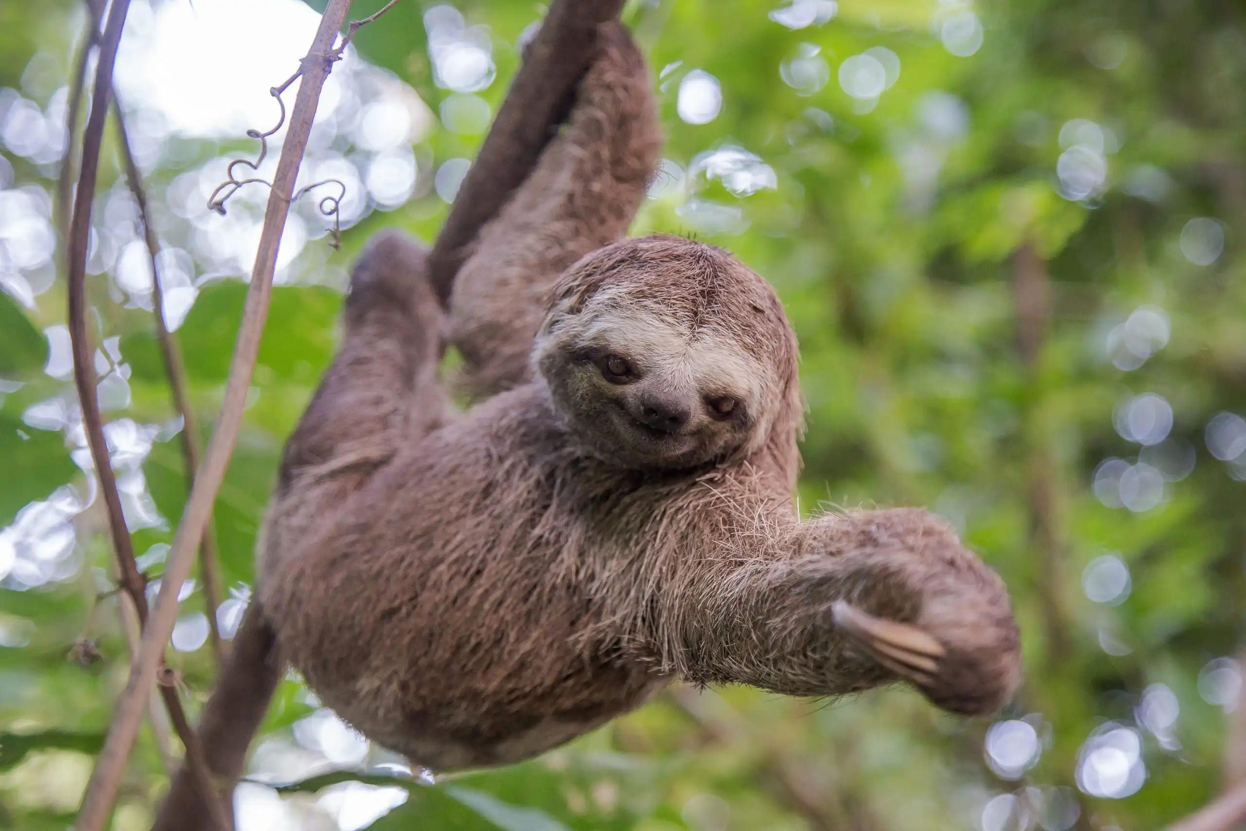 Amazon Rainforest wildlife
