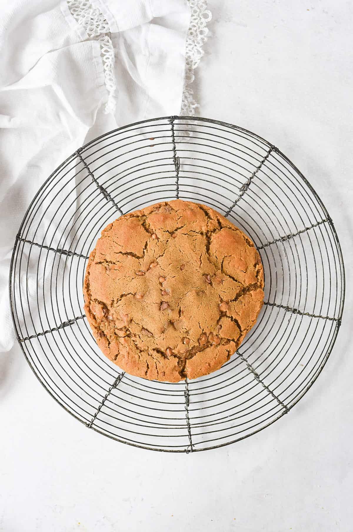 overhead shot of ginger snap cookies cooling on a wire rack